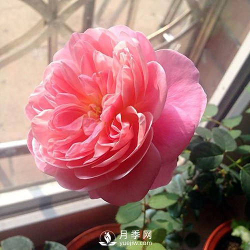 夢之光環(huán)月季，顏值高花瓣一層層，太美了(圖2)