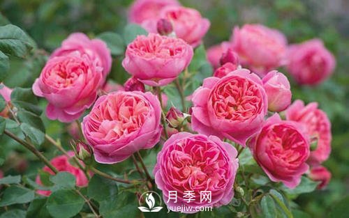 夢之光環(huán)月季，顏值高花瓣一層層，太美了(圖5)