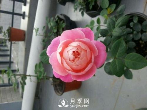 夢之光環(huán)月季，顏值高花瓣一層層，太美了(圖1)