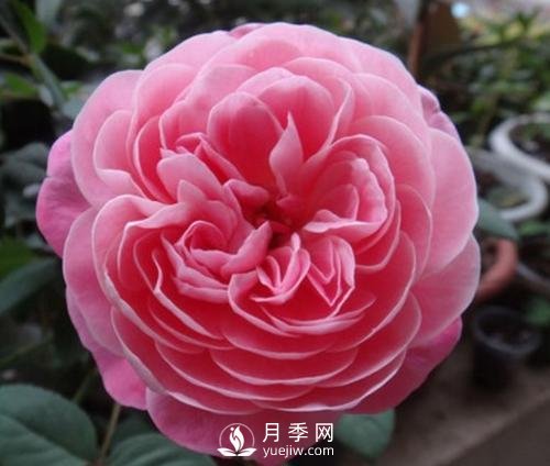 夢之光環(huán)月季，顏值高花瓣一層層，太美了(圖4)