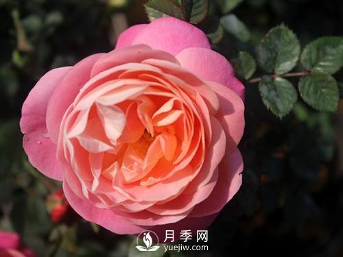 夢之光環(huán)月季，顏值高花瓣一層層，太美了(圖3)