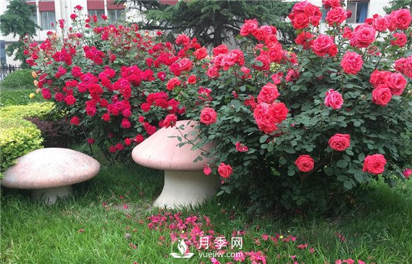 月季在花壇中該如何運用？(圖2)