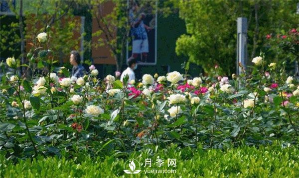 月季園林大觀，月季扮靚各大城市！(圖2)