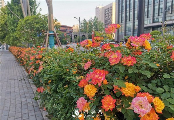 月季園林大觀，月季扮靚各大城市！(圖5)