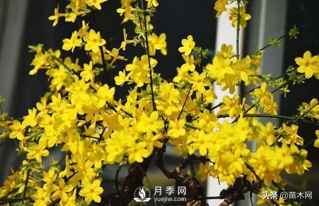 適合種在庭院中春季開花的苗木，月季讓你的庭院更美麗(圖2)