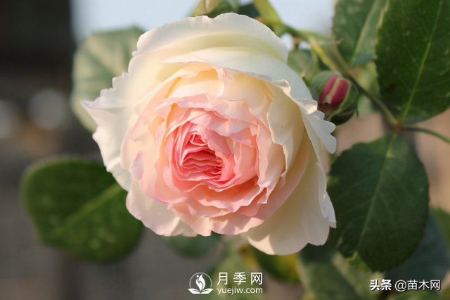 適合種在庭院中春季開花的苗木，月季讓你的庭院更美麗(圖1)