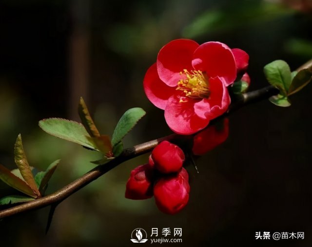 適合種在庭院中春季開花的苗木，月季讓你的庭院更美麗(圖3)