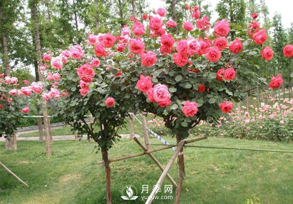 退林還耕政策高壓，苗木人該如何做(圖1)