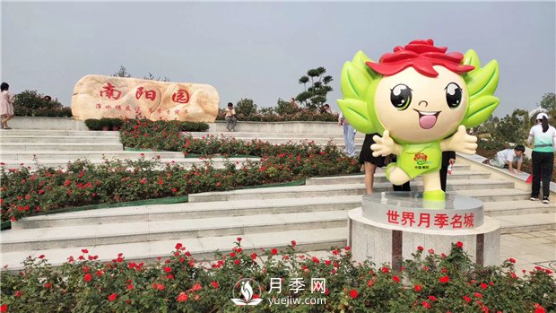 月季網(wǎng)告訴你南陽(yáng)月季有哪些不同的分類？(圖1)