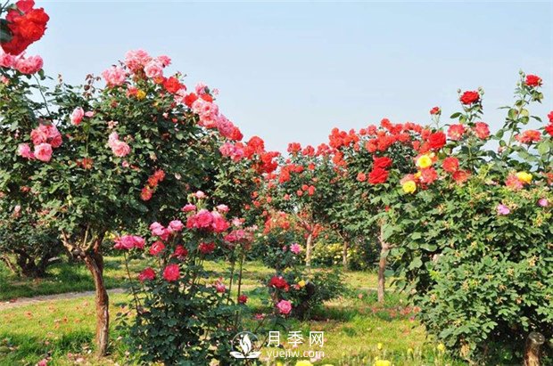 如何從外形辨認(rèn)是否是食用玫瑰？月季網(wǎng)告訴你(圖1)