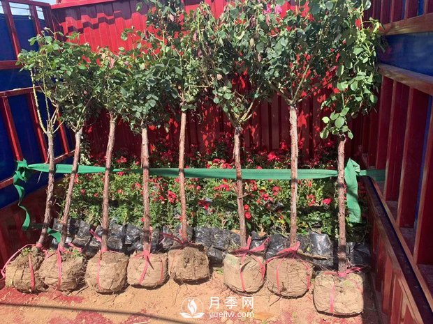 南陽樹狀月季如何嫁接？(圖1)