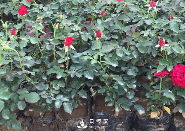 春天養(yǎng)月季，杜絕病蟲害！做好這幾點(diǎn)對(duì)后期生長(zhǎng)有利(圖3)