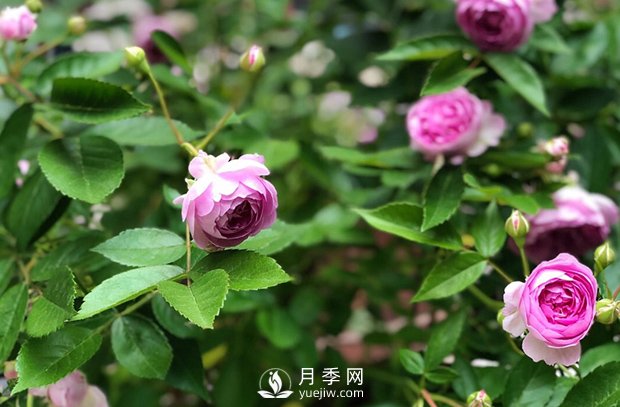 微型月季怎么養(yǎng)殖你知道嗎？我來告訴你(圖1)