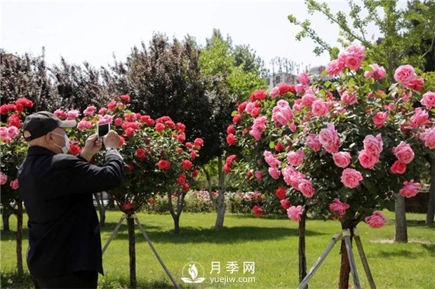 目前綠化苗木市場需求的到底是哪種花木？(圖2)