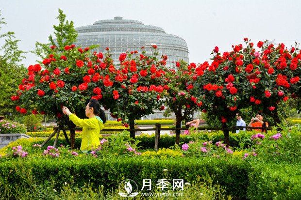 月季花苞到開(kāi)花要多久？你知道什么因素決定的嗎(圖1)