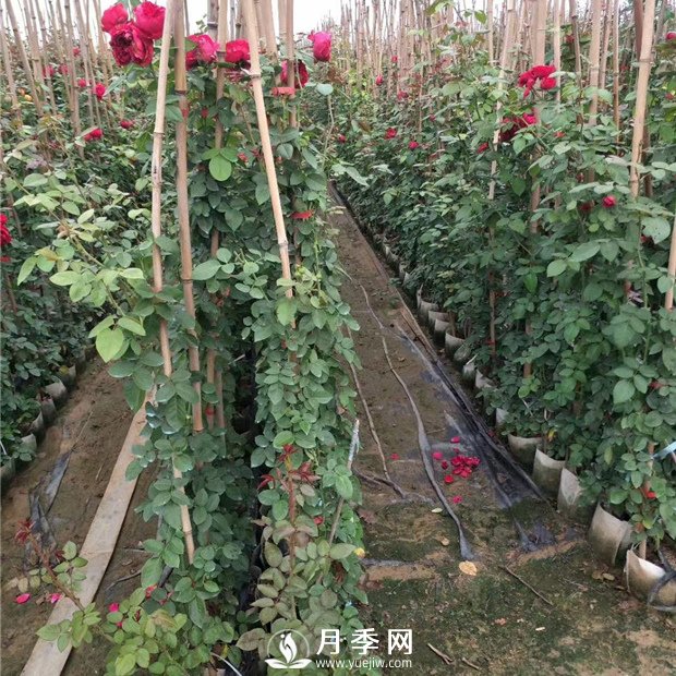 竹竿養(yǎng)月季，而且是藤本月季專用，里看看(圖1)