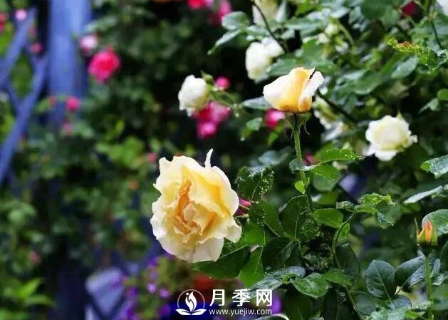 有人問，為什么自己的玫瑰花越開越??？(圖1)