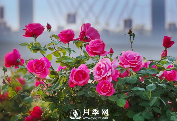月季，竟有這般豐富的綠化應(yīng)用造景(圖1)