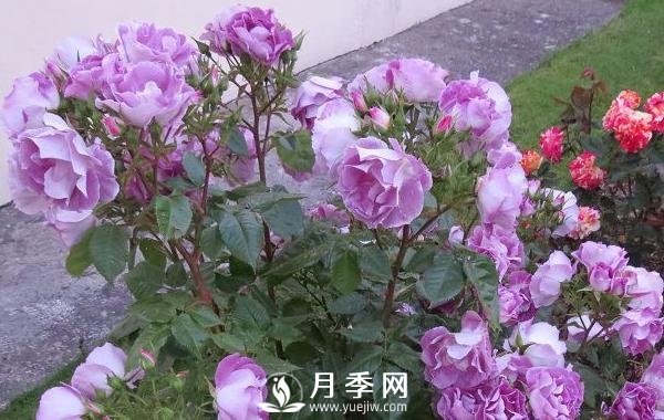 網(wǎng)紅花藍(lán)色妖姬和藍(lán)玫瑰一樣嗎？ 你更喜歡哪一個(gè)呢？(圖1)