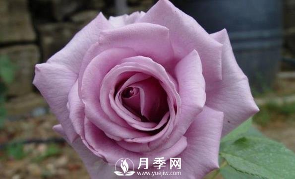 網(wǎng)紅花藍(lán)色妖姬和藍(lán)玫瑰一樣嗎？ 你更喜歡哪一個(gè)呢？(圖2)