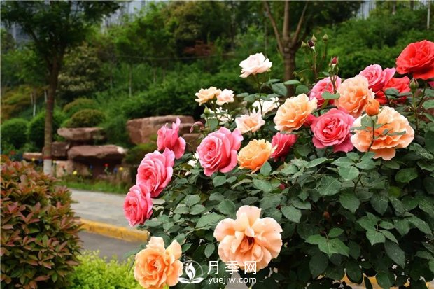 月季花怎么栽培和養(yǎng)護(hù)？全面的養(yǎng)殖方法交給你(圖2)