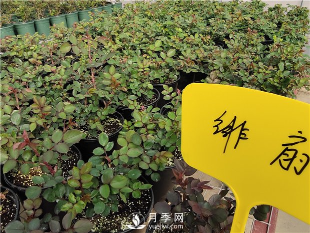 月季花怎么栽培和養(yǎng)護(hù)？全面的養(yǎng)殖方法交給你(圖3)