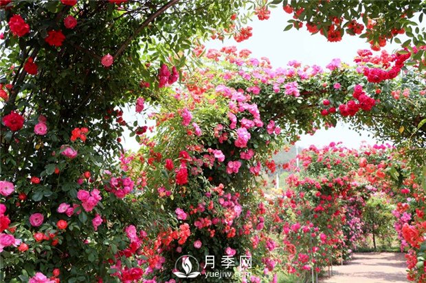  月季遭雨水有蟲害？這樣預(yù)防，就沒問題！(圖1)
