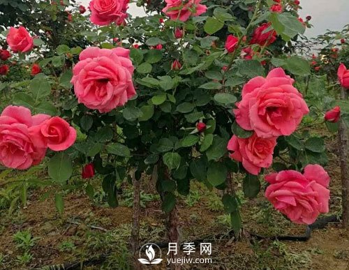 月季花扦插生根慢？月季網(wǎng)教你快速生根法！(圖1)