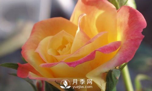 泰安大花月季在施肥時，有需要注意些什么？(圖1)