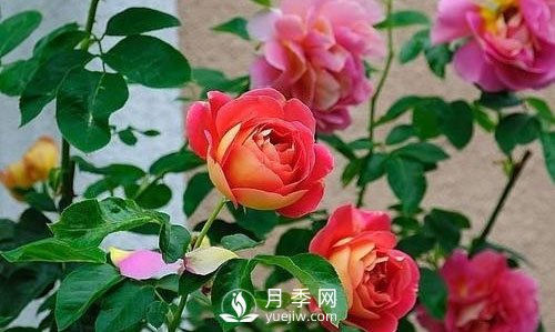 德州大花月季在日常中，怎么嫁接育苗和管理？(圖1)