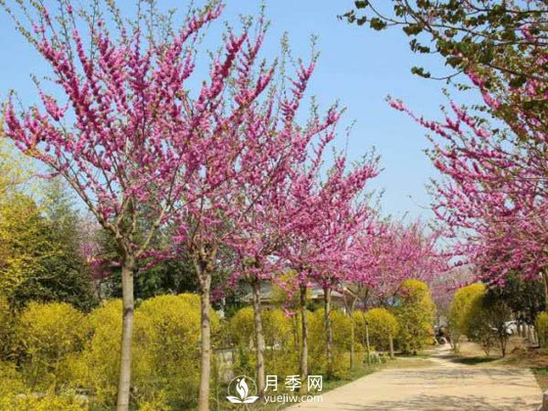 為何巨紫荊價格不菲，銷量卻很樂觀？(圖2)