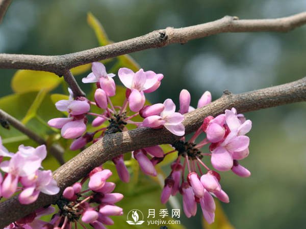 為何巨紫荊價格不菲，銷量卻很樂觀？(圖1)