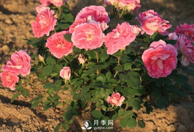 月季什么時期移植好？(圖1)