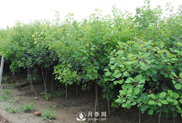 如何防治黃櫨白粉病病害？(圖1)