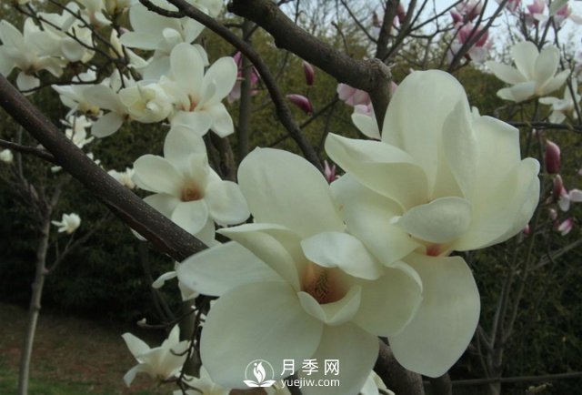 黃玉蘭和白玉蘭的不同，河南白玉蘭基地為你一一介紹(圖1)