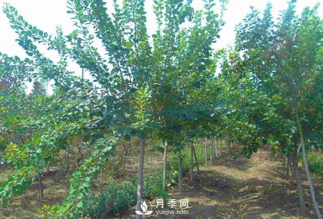黃櫨種植基地是怎樣防治黃櫨黃萎病病害的？(圖1)