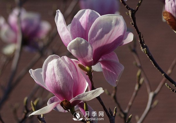 如何預(yù)防紅玉蘭大斑病的發(fā)生？(圖1)