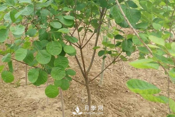 黃櫨樹白粉病癥狀是怎樣的？(圖1)