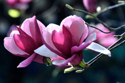 玉蘭花開報(bào)春光——南陽(yáng)玉蘭苗木種植(圖1)