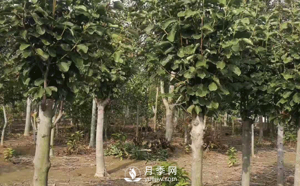 8-15公分紅白黃玉蘭量大，還有嬌紅一號(hào)，需要的朋友趕快聯(lián)系哦(圖2)