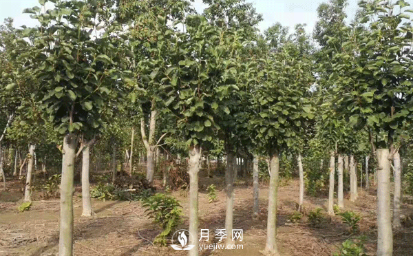 8-15公分紅白黃玉蘭量大，還有嬌紅一號(hào)，需要的朋友趕快聯(lián)系哦(圖1)