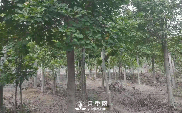 8-15公分紅白黃玉蘭量大，還有嬌紅一號(hào)，需要的朋友趕快聯(lián)系哦(圖4)