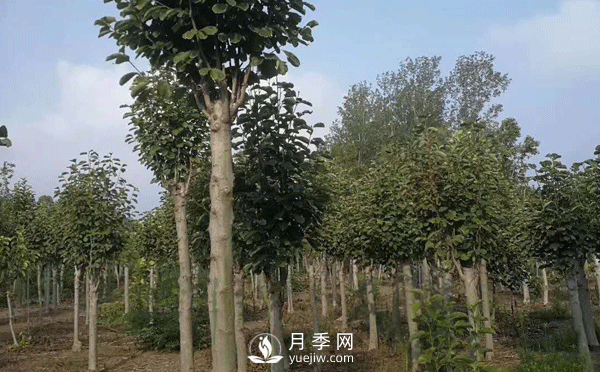8-15公分紅白黃玉蘭量大，還有嬌紅一號(hào)，需要的朋友趕快聯(lián)系哦(圖3)