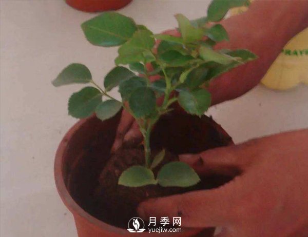 盆栽種植樹狀月季要怎樣選擇花盆和盆土？(圖1)