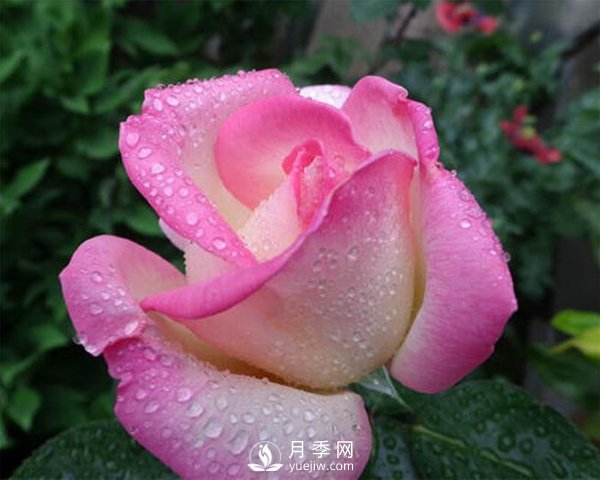 月季的物種歷史是怎樣的？(圖1)