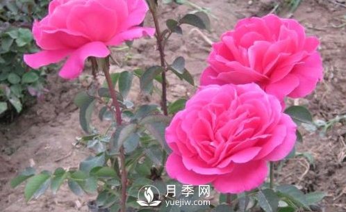 地栽南陽月季的水分管理工作怎樣進(jìn)行？(圖1)