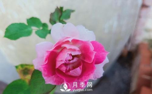 栽種南陽月季時如何防止蒂腐病病害？(圖1)