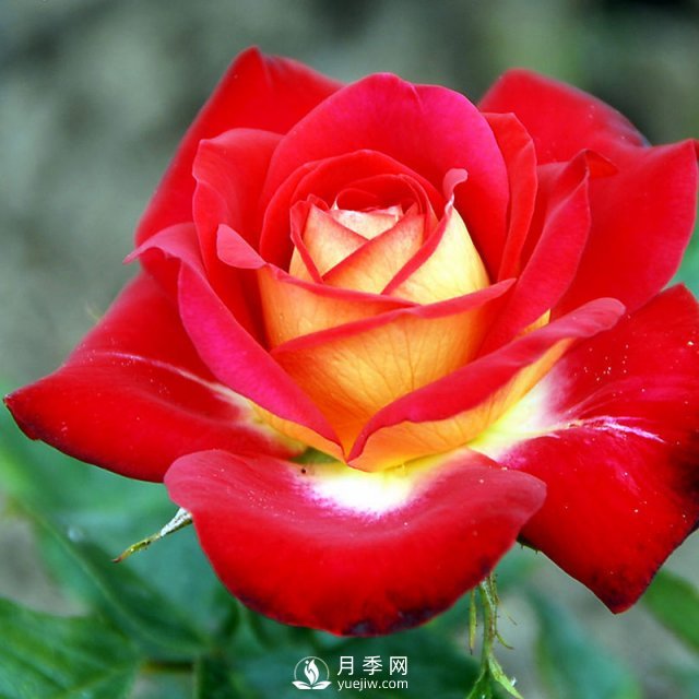月季花與家居怎么搭配好？南陽月季告訴你(圖1)