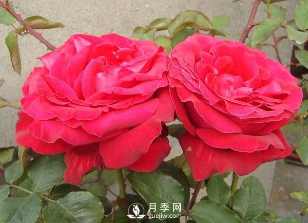 月季炭疽病的防治方法有哪些？(圖1)