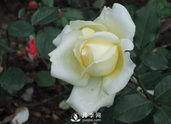 月季絨斑病的信息內(nèi)容包含什么？(圖1)
